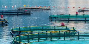 fish_farming